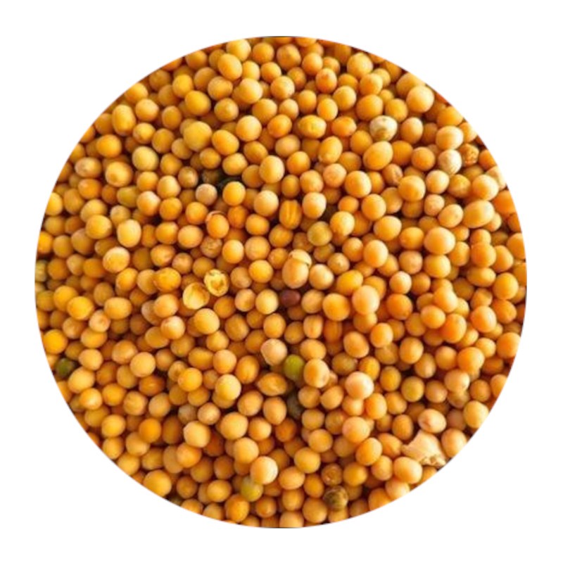 Yellow Mustard Seeds