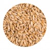 Spelt Grain